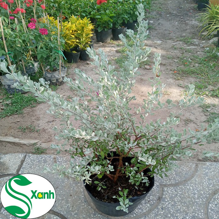 Cây Tuyết Sơn - Cây Tuyết Sơn Phi Hồng