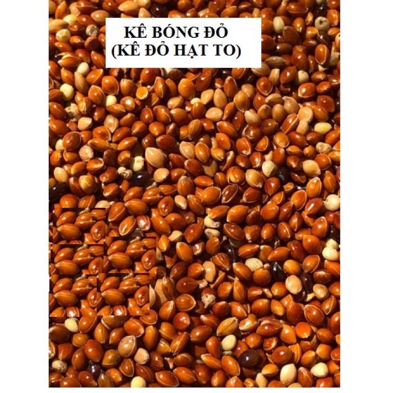 Hạt kê đỏ 1kg - Hạt nhỏ