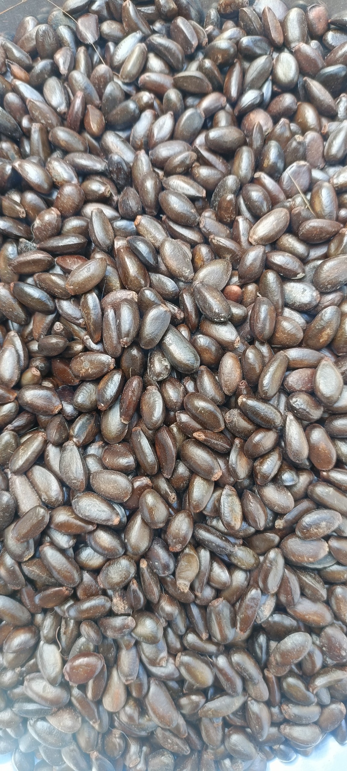 200gram hạt giống cây Na