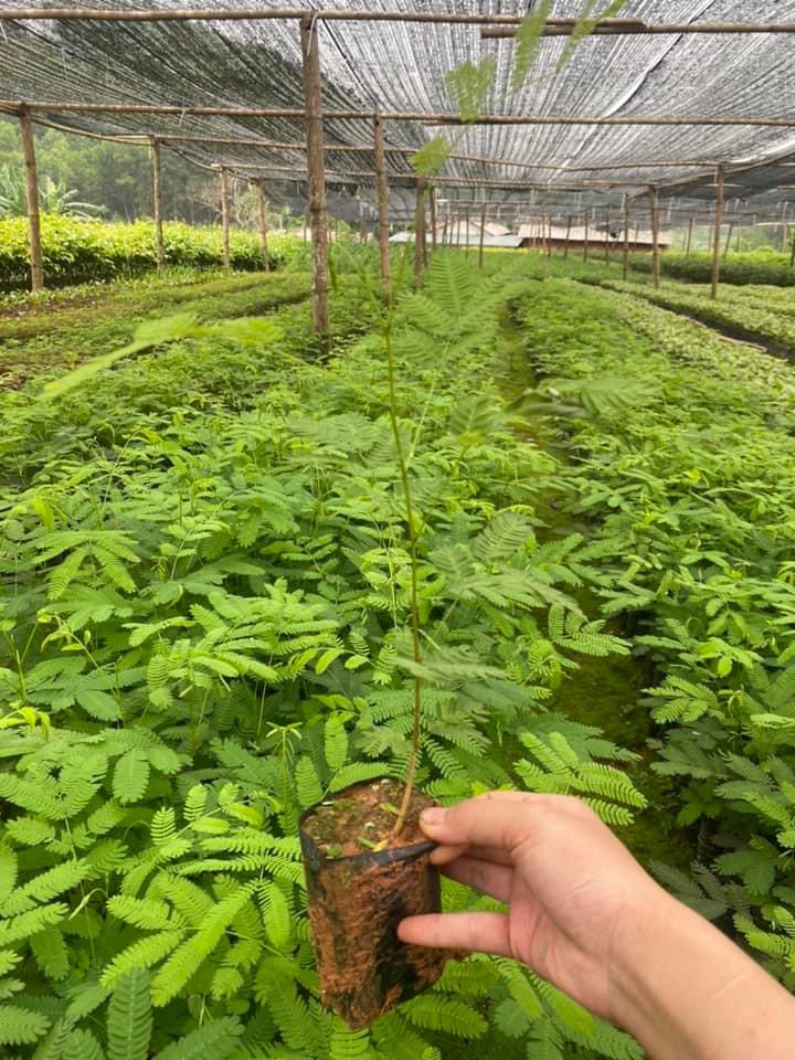 Cây mimosa giống cao 40 cm (ảnh thật số 2)