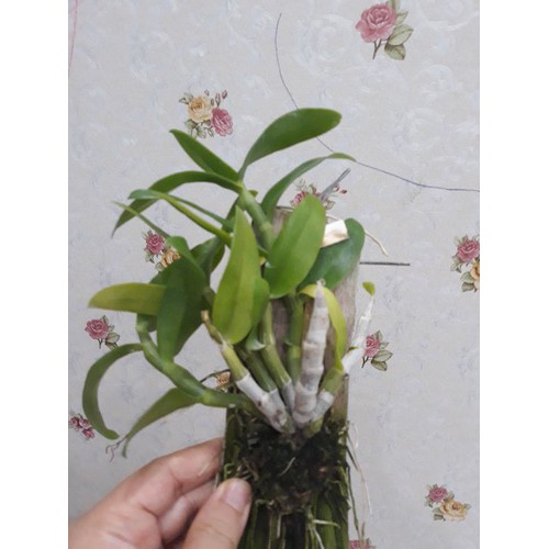 Phong lan trầm trắng hàng đài(sire trung 20cm)