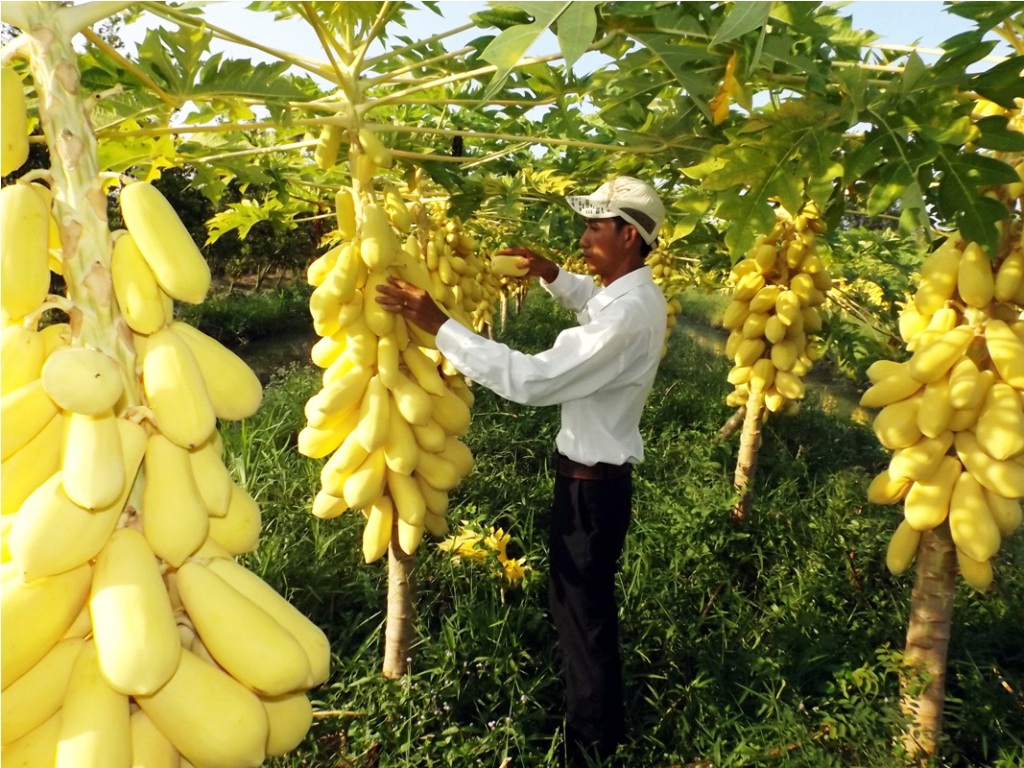 Hạt giống đu đủ vàng lùn gói 5H