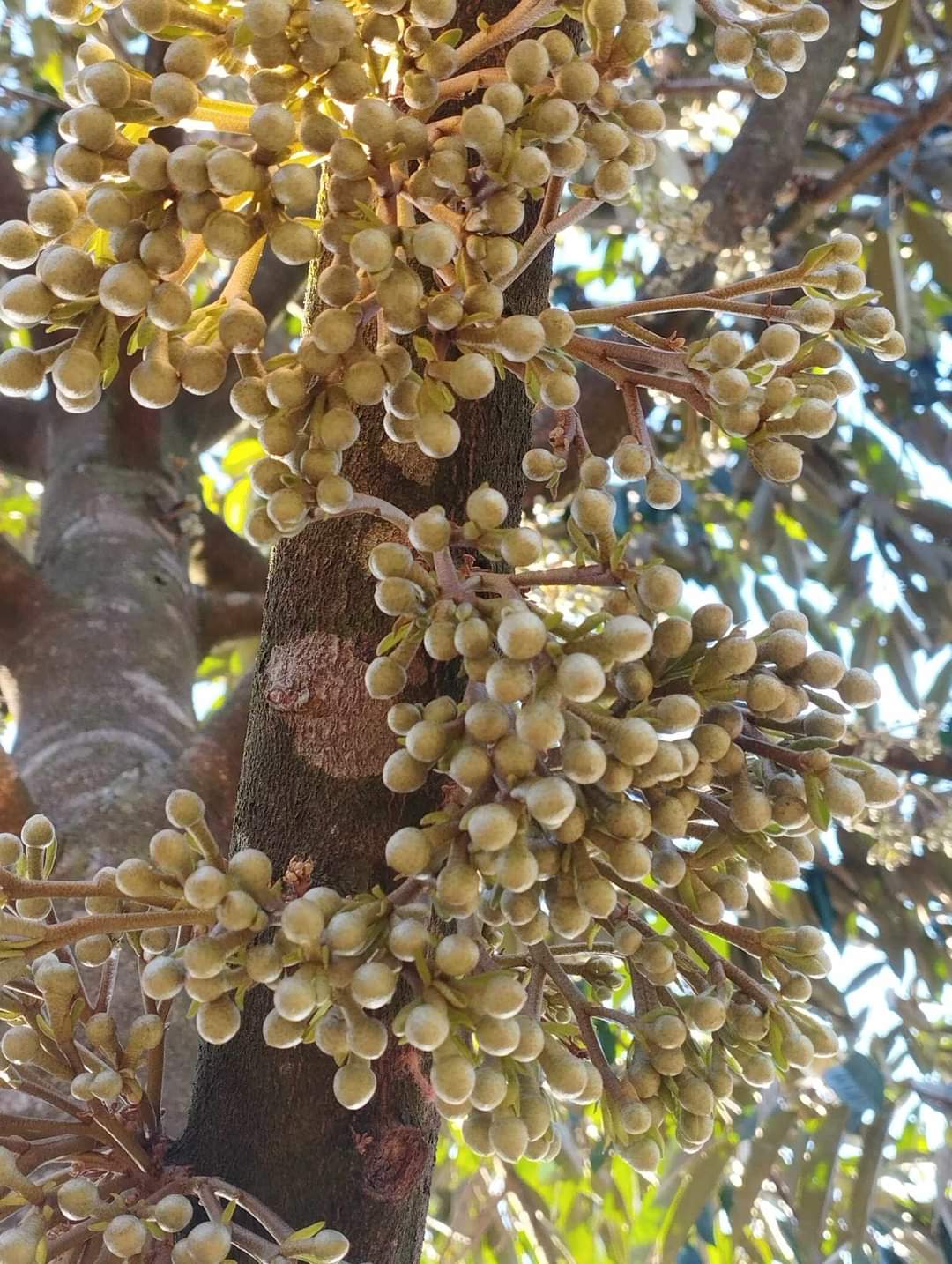 Phân bón lá 3 siêu lấy nhụy/đậu trái/lớn trái