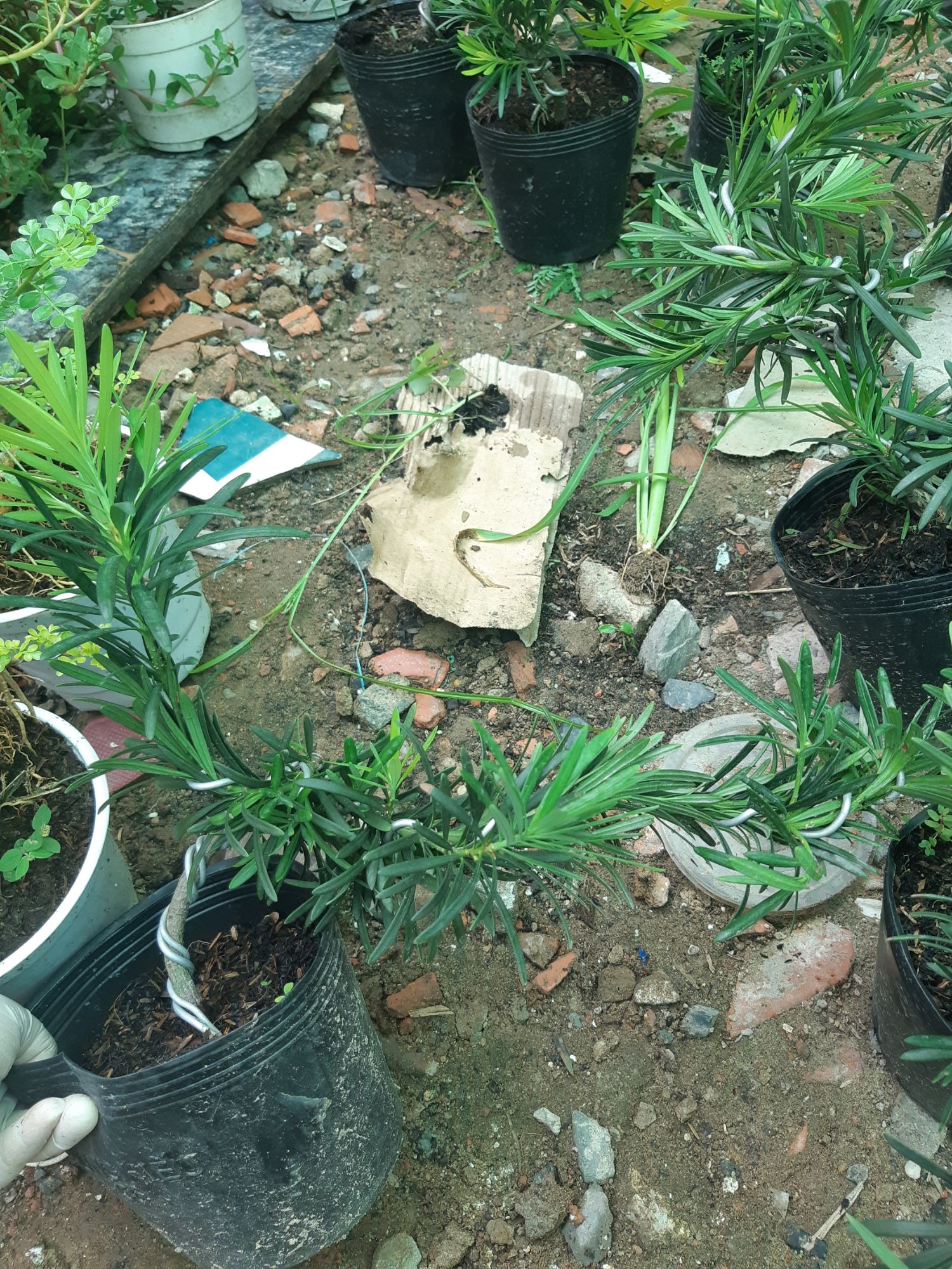 tùng la hán bonsai mini