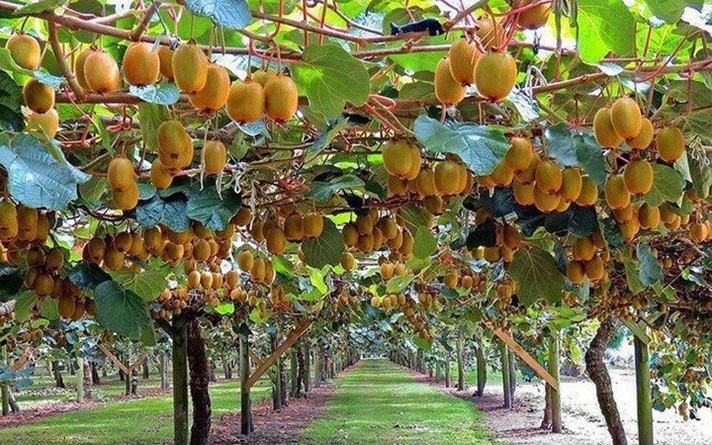 Cây kiwi leo giàn - giống nhập khẩu nguyên bầu