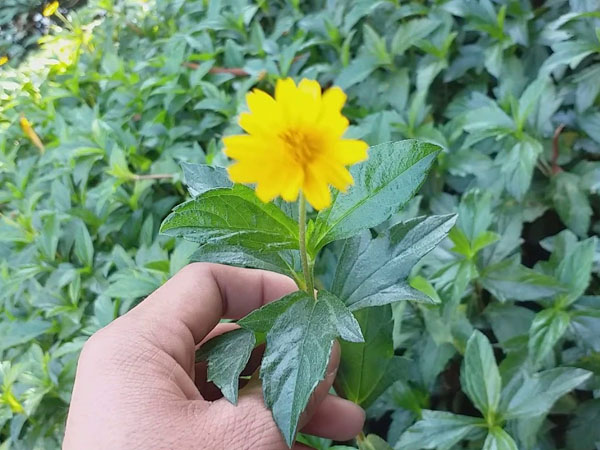 Cây sài đất tươi 1kg