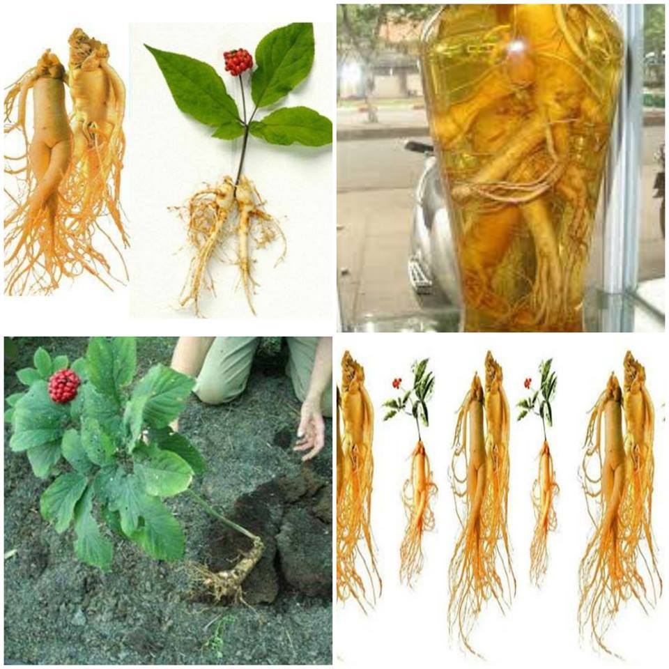 "Gói 5 Hạt " Hạt giống nhân sâm hàn quốc 5 hạt