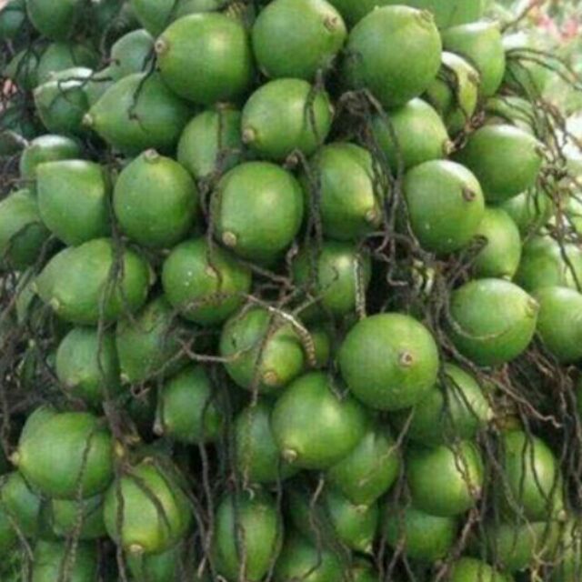 CÂY CAU LÙN - CÂY GIỐNG F1 -