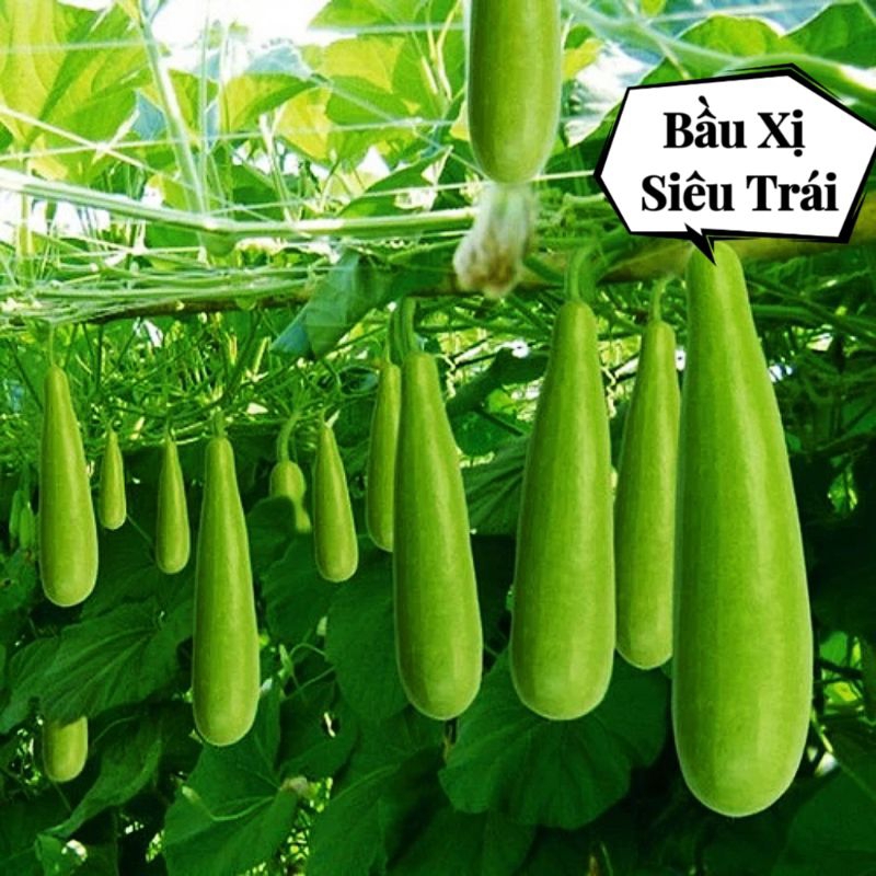 Hạt giống bầu xị leo dàn-gói 10 hạt