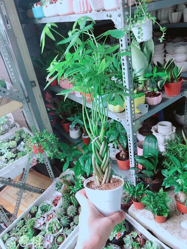 Kim Ngân 5 Thân Nhỏ