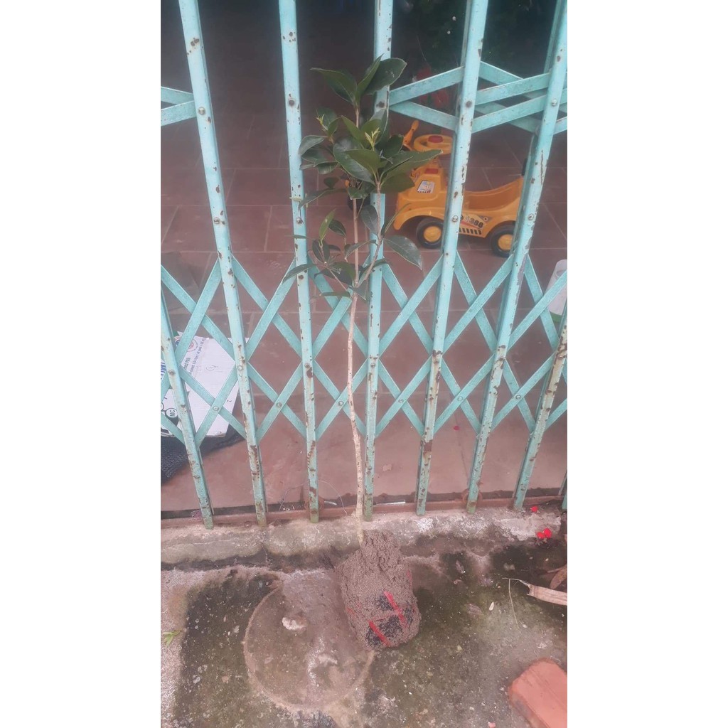 Cây Hoa Mộc Hương Hoa Vàng Cao 1M2