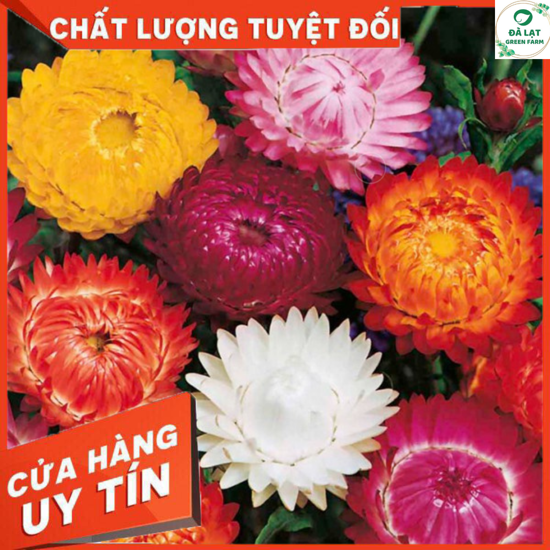 100H_HẠT GIỐNG HOA CÚC BẤT TỬ MIX MÀU