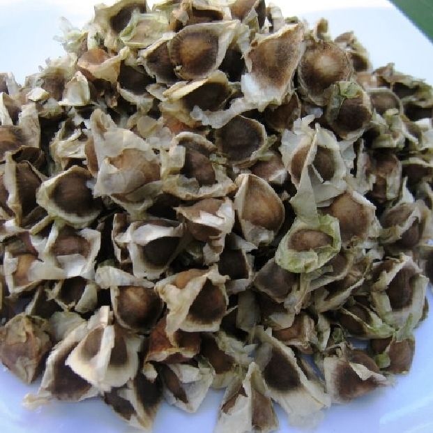 Hạt giống cây chùm ngây -gói 20 hạt(