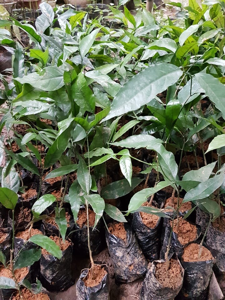 Set 2 cây rau sắng rừng
