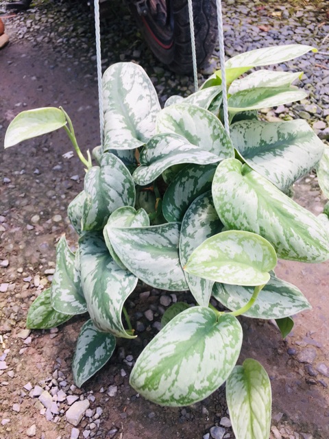 Cây trầu bà pháp - Cây cảnh trong nhà
