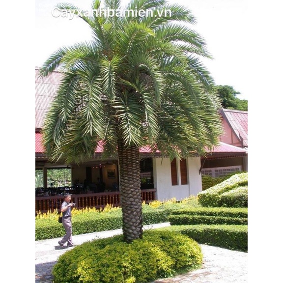 Cây giống chà là trung đông (Cây khỏe đẹp, được kiểm tra cây)