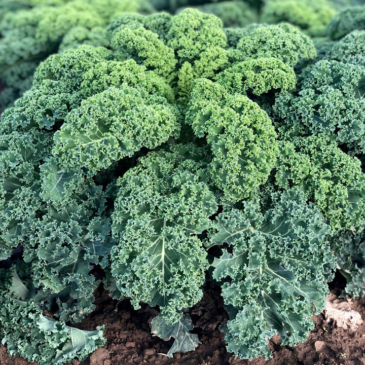 Hạt giống rau cải xoăn xanh- cải xoăn xanh Kale - Dễ trồng, nhanh thu hoạch