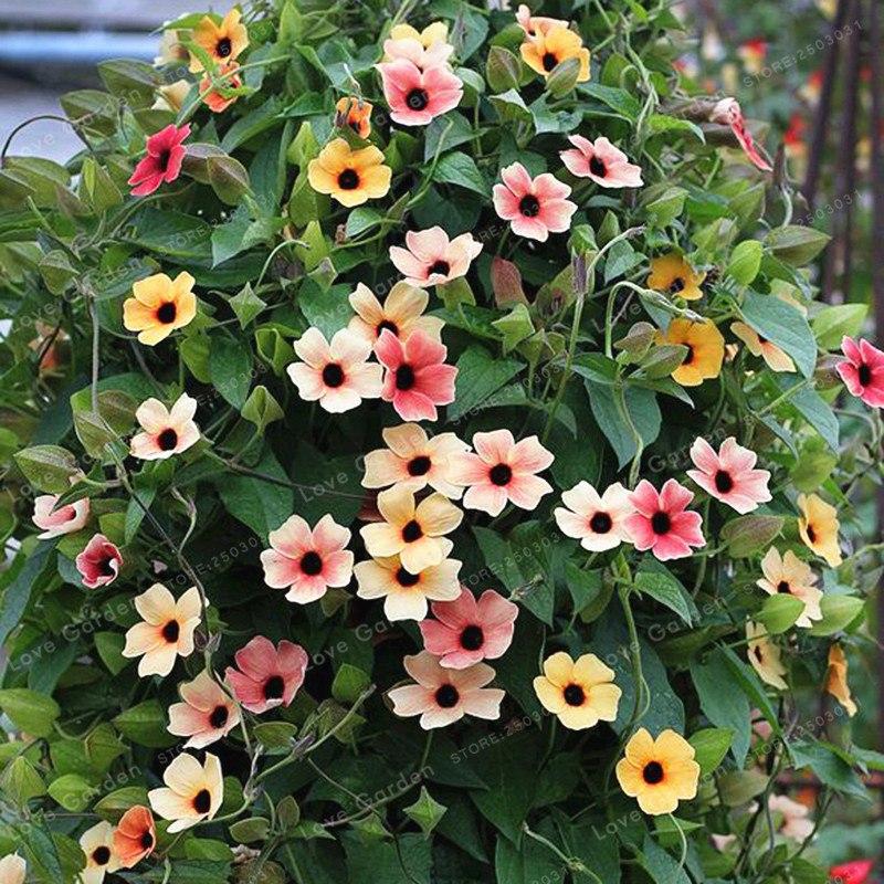 [Mới] - Hạt giống hoa mắt huyền mix