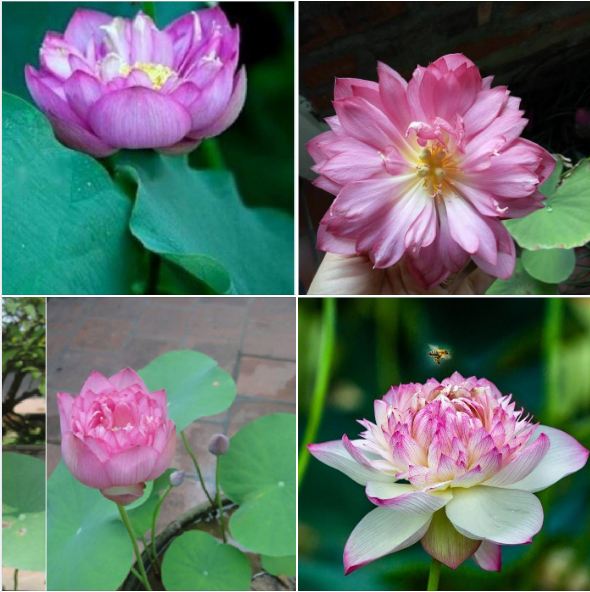 Hạt giống hoa sen bách diệp hoa màu tím - 1 gói 5 hạt