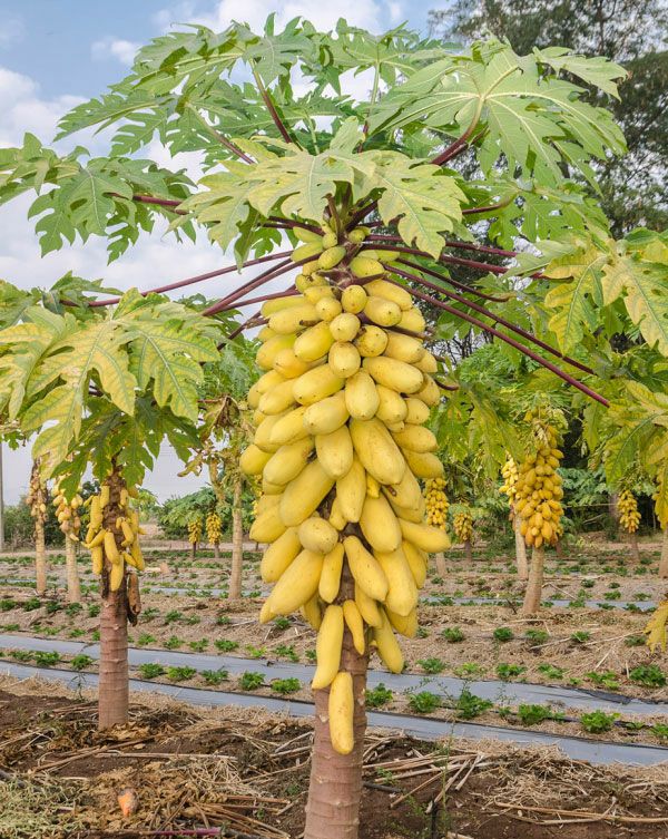 Cây đu đủ vàng siêu trái