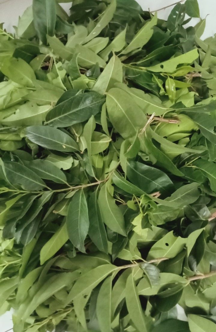 LÁ VỐI -TRÀ LÁ VỐI TƯƠI