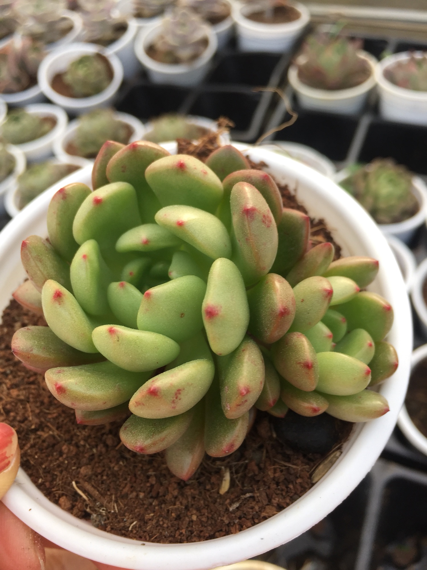 Sen Đá Ruby Đỏ size trung