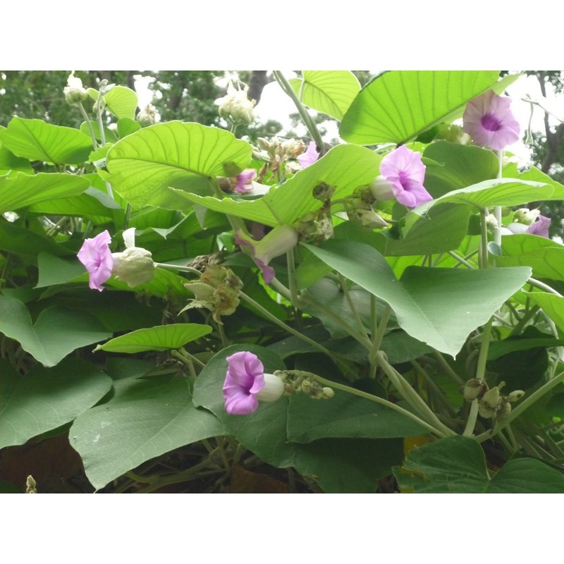 Cây hoa cát đằng