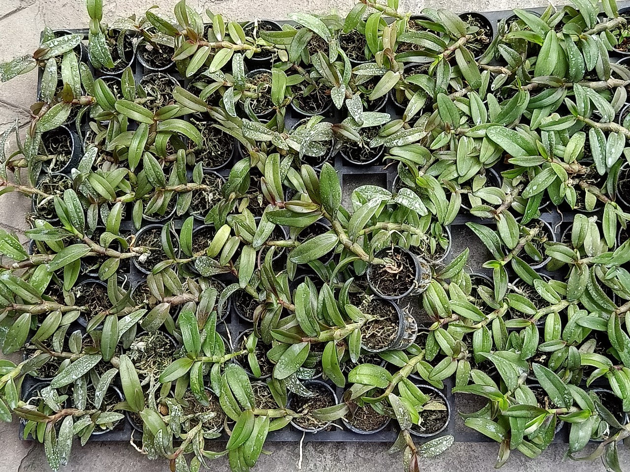 Giả hạc lộc bắc hàng giống