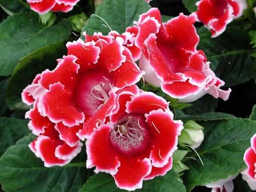 CHẬU HOA TỬ LA LAN GIỐNG - Hoa tử la lan - chuông tình yêu