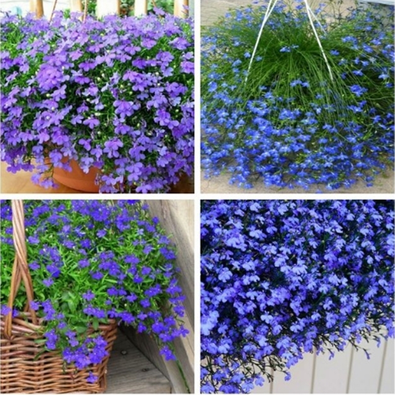 Hạt giống hoa Lobelia mix