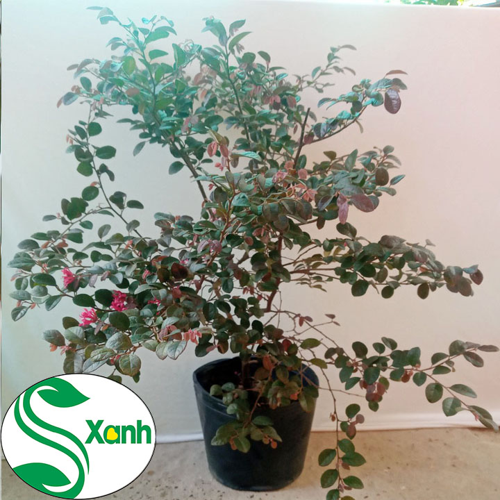 Cây Hồng Phụng Lá Tím - Hoa Đỏ, Cây cao 50cm