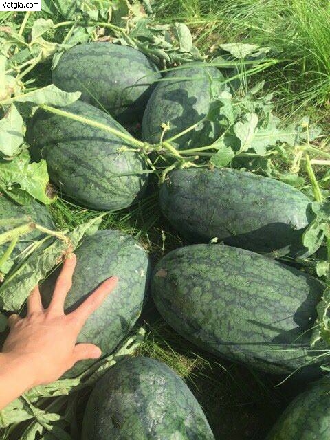 Gói 1g hạt giống dưa hấu F1