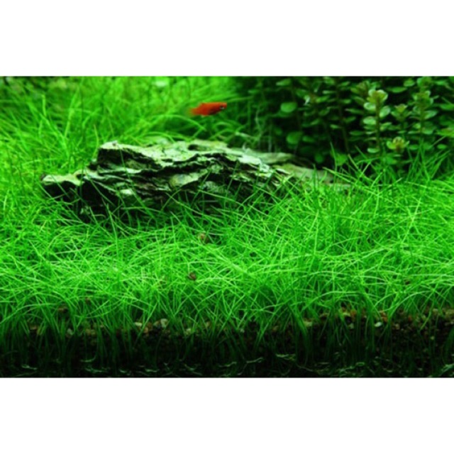 Hạt Giống Thuỷ Sinh ( Ngưu Mao Chiên Lùn )