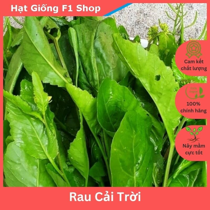 Hạt giống rau cải trời (cải hoang - cải đắng) - gói 100 hạt (485.F1)