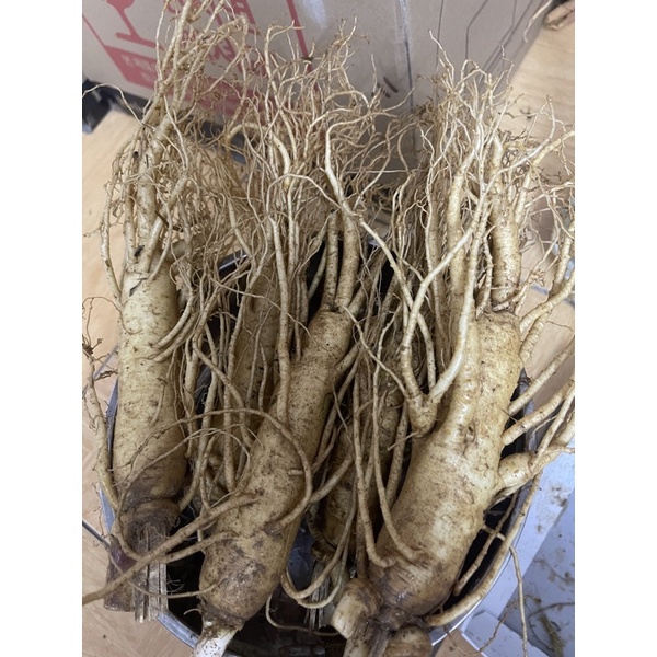 Sâm tươi chuẩn hàn quốc 6năm tuổi_loại 10 củ/1kg