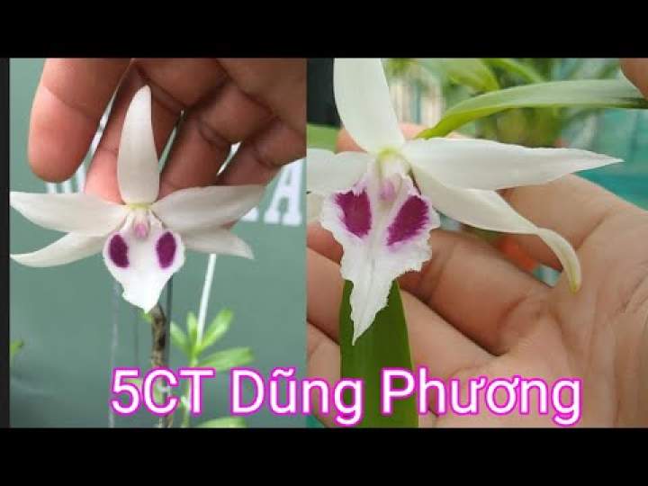 Farm Zone 40 Cốc lan phi điệp đột biến 5 cánh trắng DŨNG PHƯƠNG (5CT), hoa cực đẹp, cực hiếm, hàng gieo hạt, cây y hình