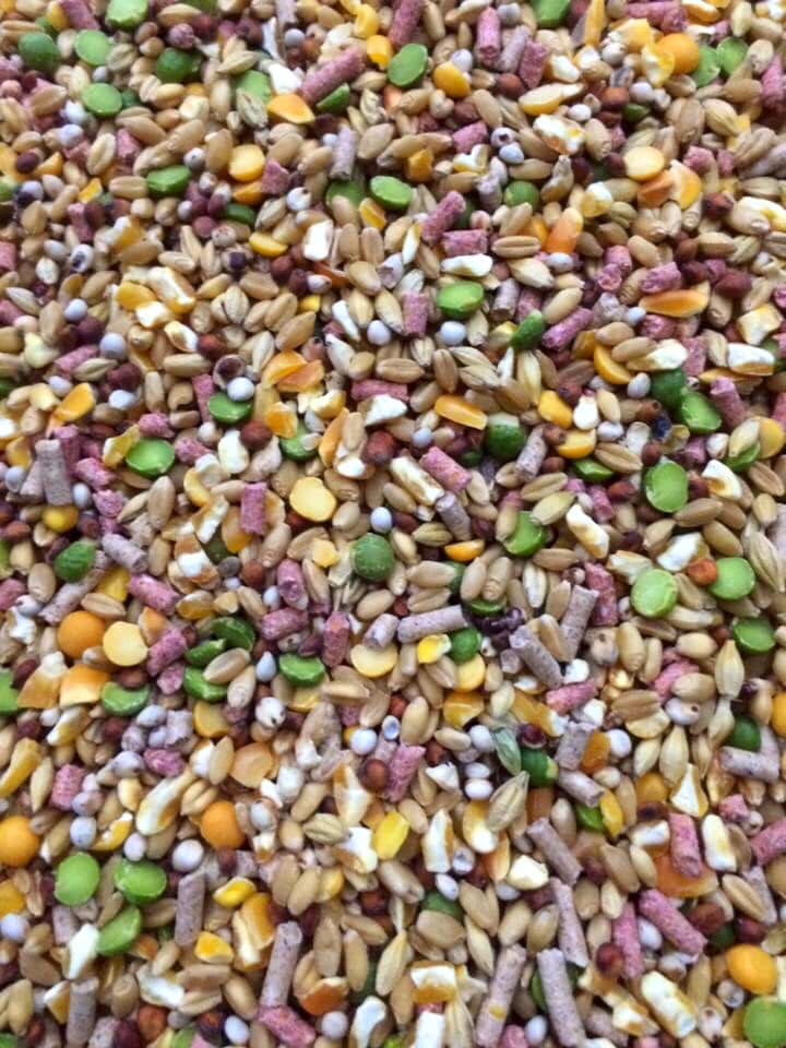 [HCM]Ngũ cốc gà đá dành cho gà tơ 1kg.