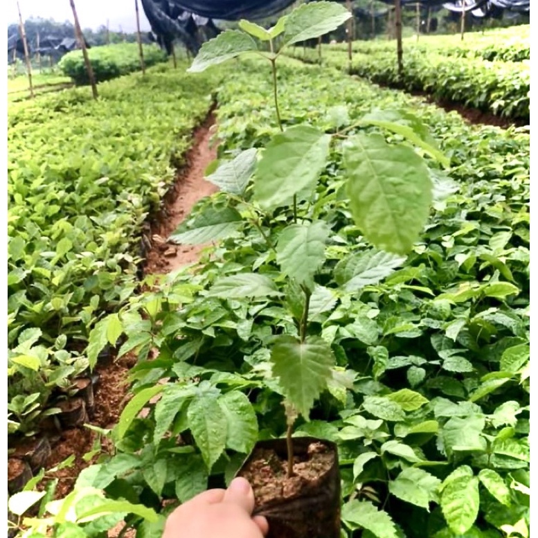 Cây phong linh tím giống (ảnh thật số 2).