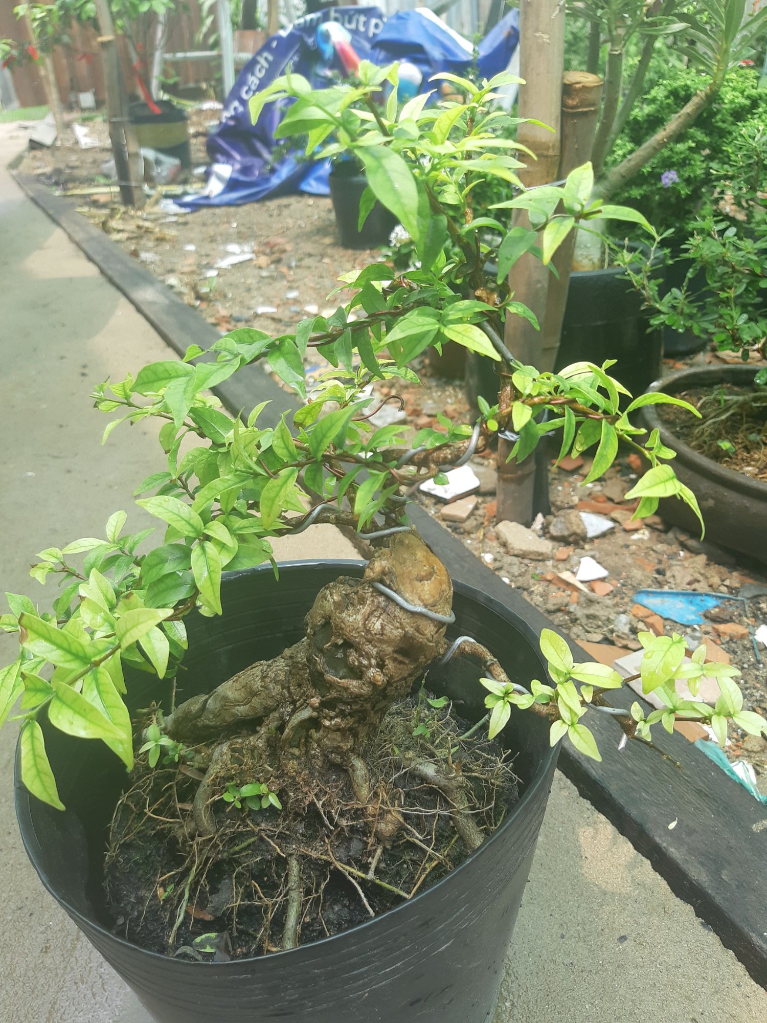 Mai chiếu thủy bonsai gốc gân