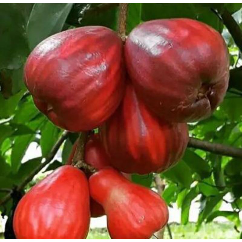 CÂY MẬN THÁI ( cây ghép siêu sớm)