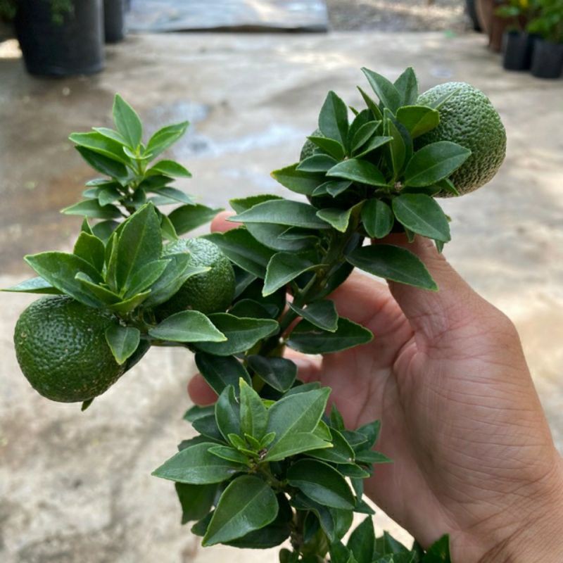 Giá gốc - cam mỹ.... đang trái