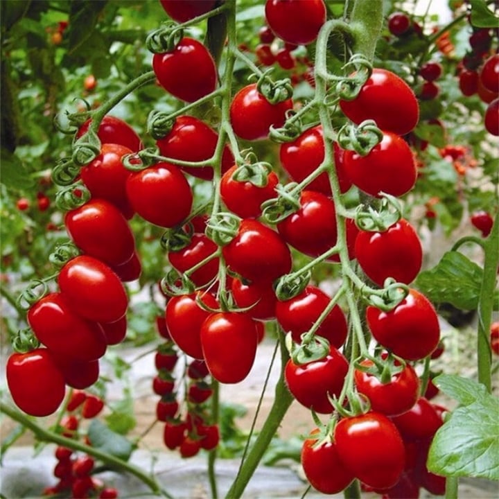 Hạt giống cà chua cherry đỏ f1 rd 640 rạng đông gói 0.1gram