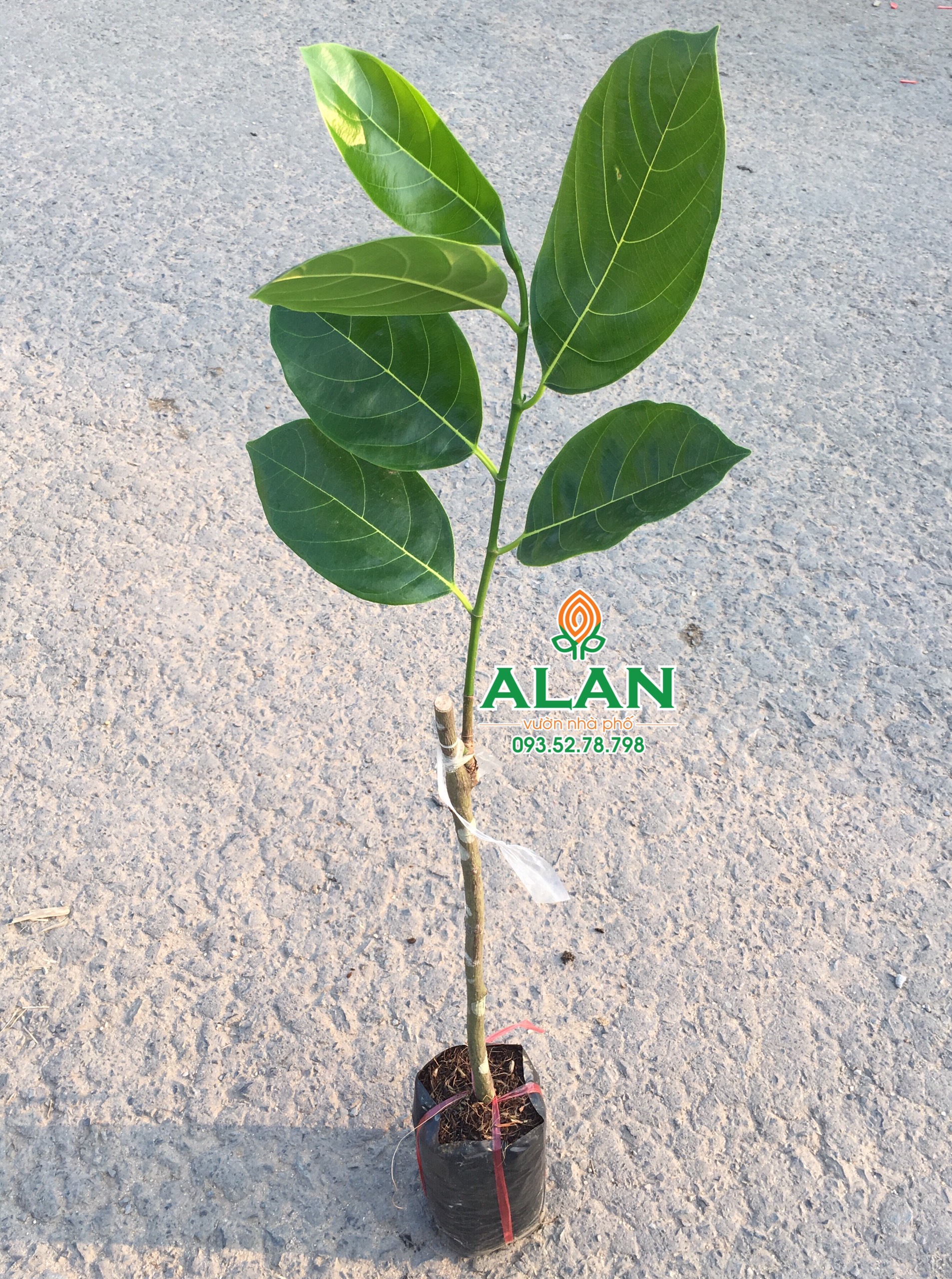 Cây Mít Siêu Sớm Cây (Mít Changai da xanh)