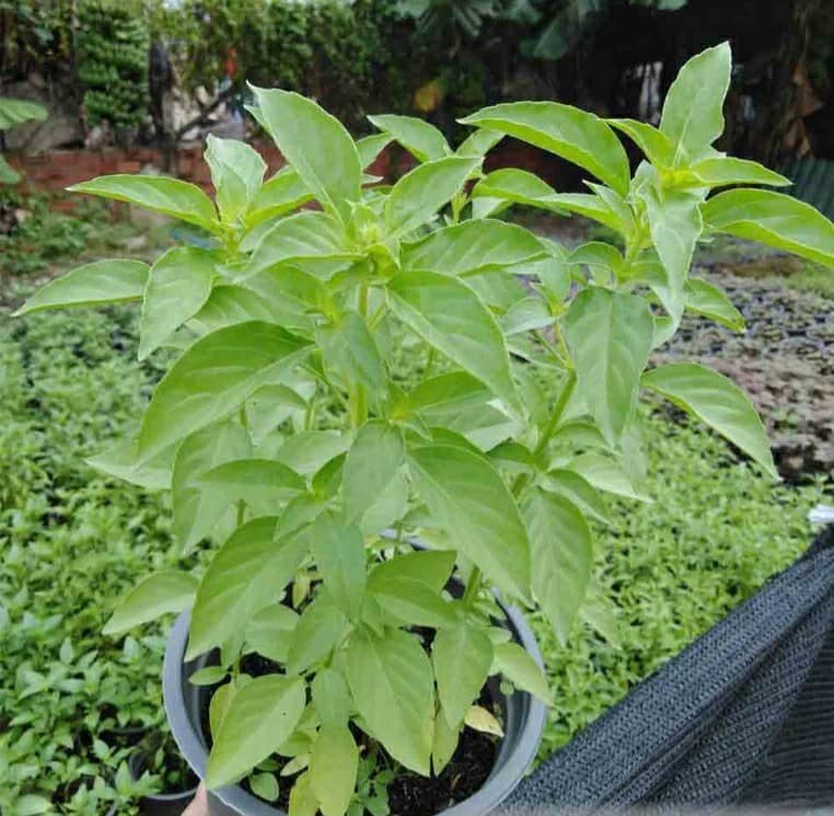 Hạt giống rau húng thơm ( É Trắng) - Rau thơm sả - Gói 2gram