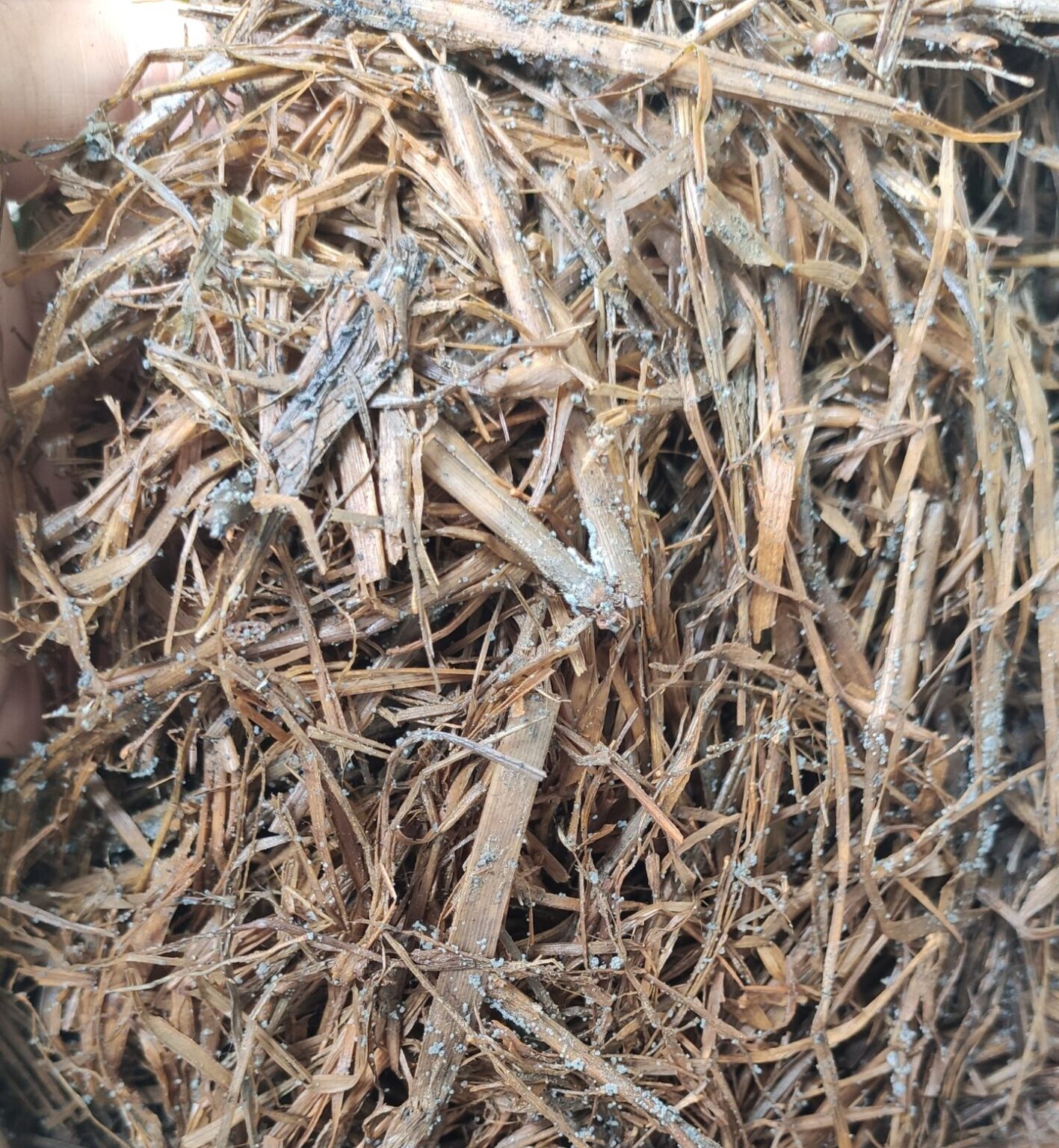 1kg of Trichoderma glaze