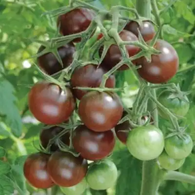 Hạt giống cà chua cherry đen F1 PSV96 | Phởms Market