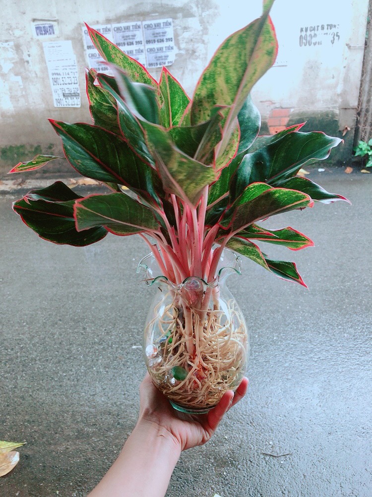 [HCM]Cây Phú Quý Thủy Sinh