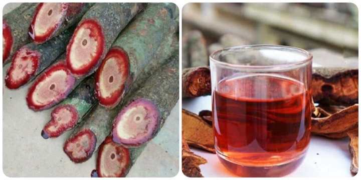 Cây cỏ máu (kê huyết đằng)