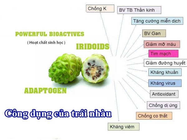 [MIỄN PHÍ VẬN CHUYỂN] BỘT TRÁI NHÀU 500GRAM NONI POWDER 노니 가루 500GRAM