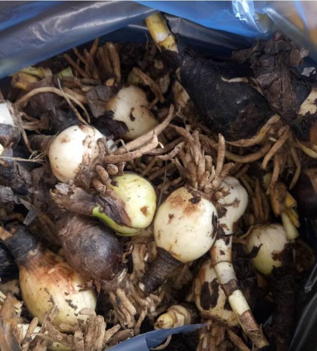 Củ giống hoa bỉ ngạn hoa màu cam - ( 1 củ )[Seeds]